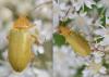 Cteniopus sulphureus